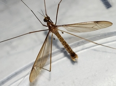 Nephrotoma okefenoke