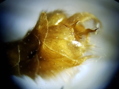 Nephrotoma okefenoke