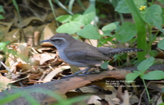 Thryomanes bewickii