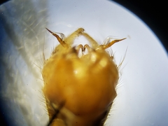 Nephrotoma okefenoke