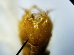 Nephrotoma okefenoke