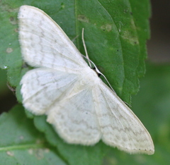 Scopula floslactata