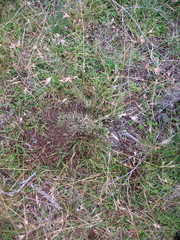 Rytidosperma lepidopodum