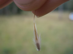 Rytidosperma lepidopodum