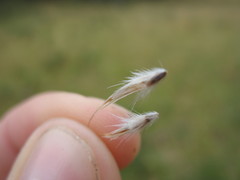 Rytidosperma lepidopodum