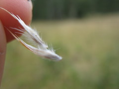 Rytidosperma lepidopodum