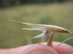 Rytidosperma lepidopodum