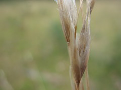 Rytidosperma lepidopodum