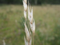 Rytidosperma lepidopodum