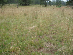 Rytidosperma lepidopodum