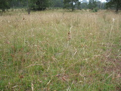 Rytidosperma lepidopodum
