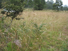 Rytidosperma lepidopodum