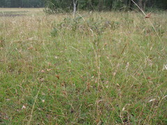 Rytidosperma lepidopodum