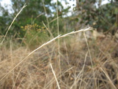 Rytidosperma lepidopodum