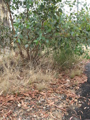 Rytidosperma lepidopodum