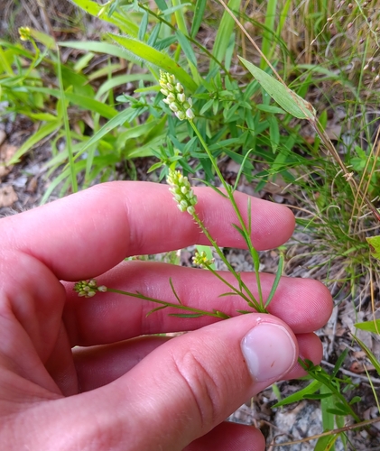 Image of Senega nuttallii by (c) Tyler Ekholm, some rights reserved (CC BY)