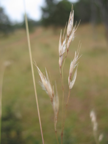 Rytidosperma lepidopodum