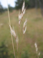 Rytidosperma lepidopodum