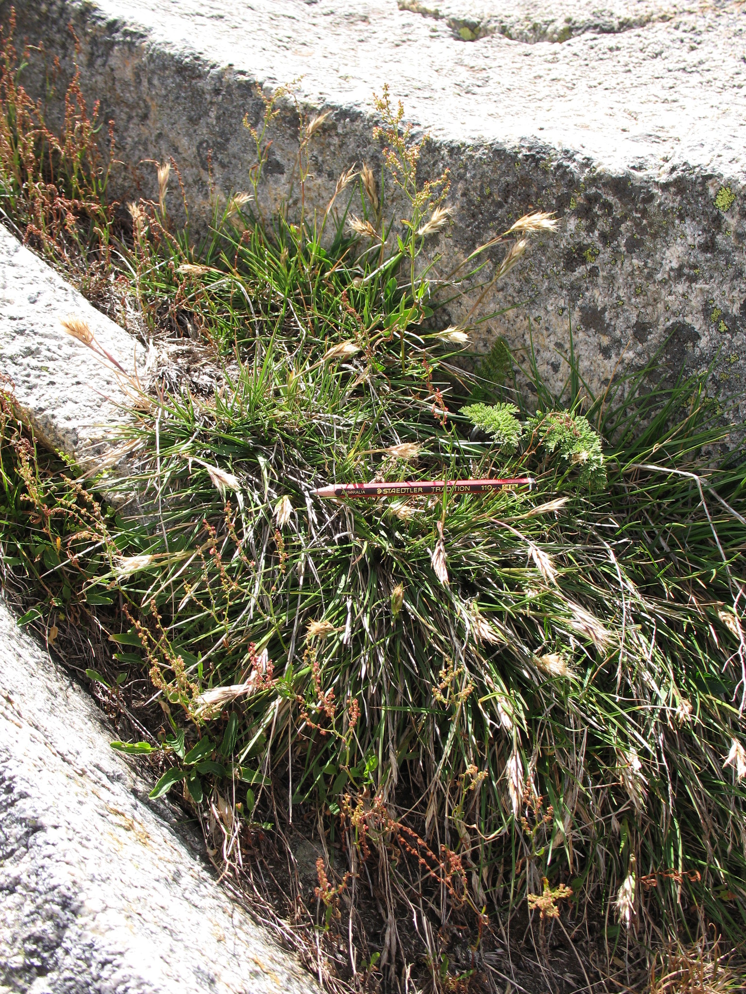Rytidosperma alpicola