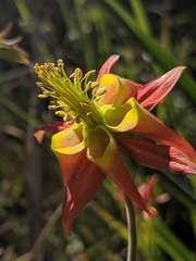 Aquilegia eximia