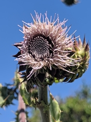 Cirsium fontinale obispoense
