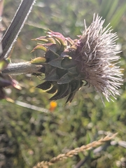 Cirsium fontinale obispoense
