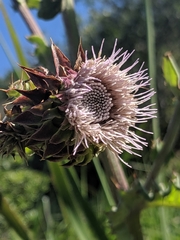 Cirsium fontinale obispoense