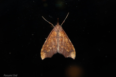 Deana hybreasalis