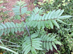 Zanthoxylum ailanthoides ailanthoides