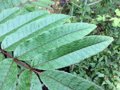 Zanthoxylum ailanthoides ailanthoides