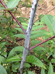 Zanthoxylum ailanthoides ailanthoides