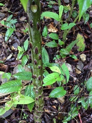 Zanthoxylum ailanthoides ailanthoides