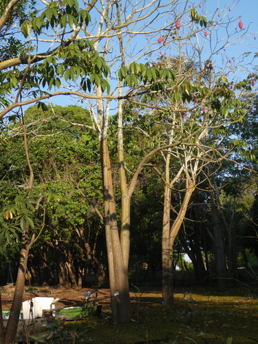 Pseudobombax munguba