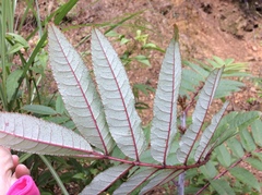 Zanthoxylum ailanthoides ailanthoides