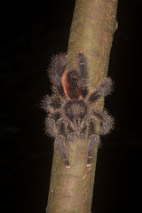 Avicularia juruensis