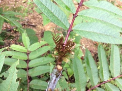 Zanthoxylum ailanthoides ailanthoides
