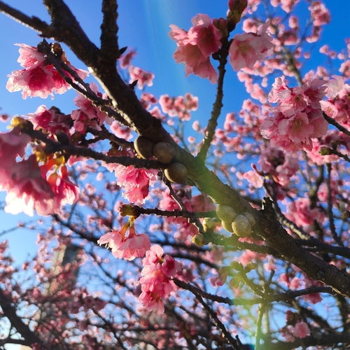 Prunus campanulata