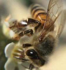Apis mellifera