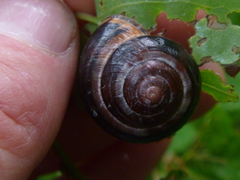 Cepaea nemoralis