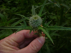 Cirsium vulgare