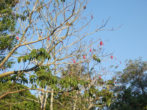 Pseudobombax munguba