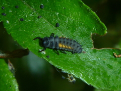 Harmonia axyridis
