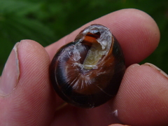 Cepaea nemoralis