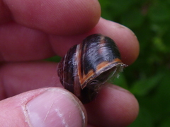 Cepaea nemoralis