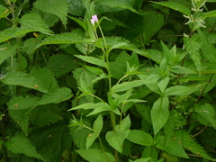 Epilobium