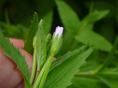Epilobium