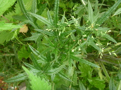Cirsium vulgare