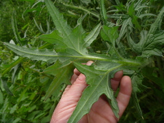 Cirsium vulgare