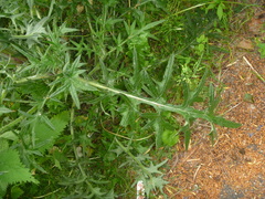 Cirsium vulgare