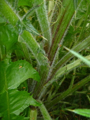 Cirsium vulgare